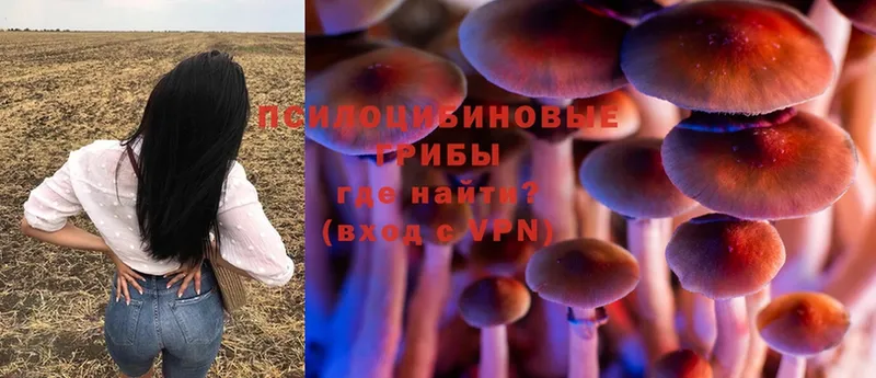 Псилоцибиновые грибы Psilocybine cubensis Дно